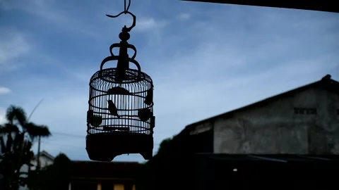Silhouette of a bird in a cage Stock Footage 228386807