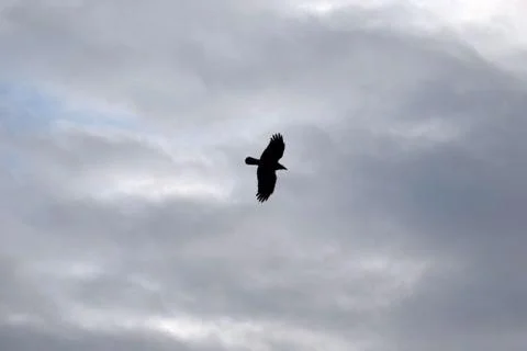 Silhouette of a bird in the cloudy sky. Stock Photos
