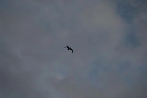 Silhouette of a bird in the cloudy sky. Stock Photos