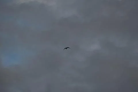 Silhouette of a bird in the cloudy sky. Stock Photos