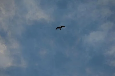 Silhouette of a bird in the cloudy sky. Stock Photos