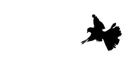 Silhouette bird flying slow motion on white background. 스톡 동영상 337470309