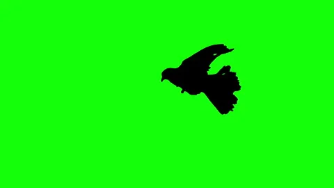 Silhouette bird flying slow motion on green background. Stock Footage 337470310