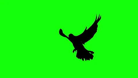 Silhouette bird flying slow motion on green background. Stock Footage 337470335
