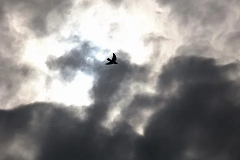 Silhouette of a bird flying through dramatic storm clouds Foto stock