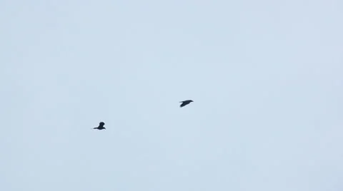 Silhouette of a bird Stock Footage 66781483