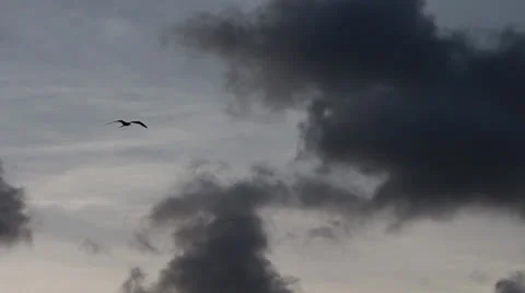 Silhouette of a bird gliding in front of dark, ominous clouds. Stock-Footage 25395906