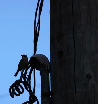 Silhouette of a bird looking back while perched on electric wires in a pole. Stock Photos