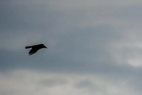 Silhouette of a bird in mid-flight Stock Photos
