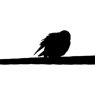 Silhouette of the Bird Perched on the Electrical Wire Base Stock Illustration