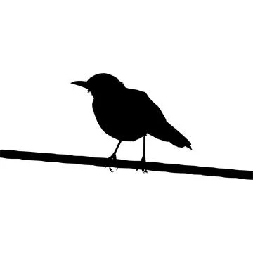 Silhouette of the Bird Perched on the Electrical Wire Base Stock Illustration