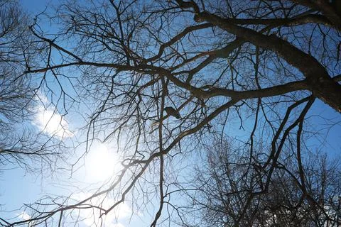 Silhouette of a Bird Perched on Leafless Tree Branches Against Blue Sky Stock Photos