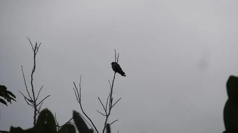 Silhouette of a Bird Perched . Stock Photos