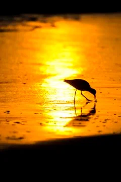 Silhouette of a bird Stock Photos