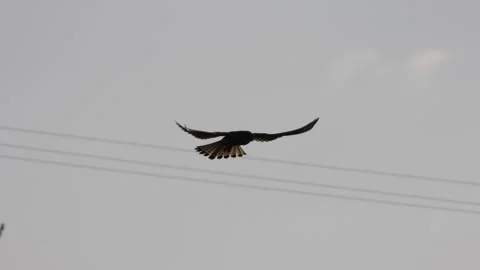 Silhouette of bird of prey in flight with wings fully spread and fanned tail Stock Footage 337964031