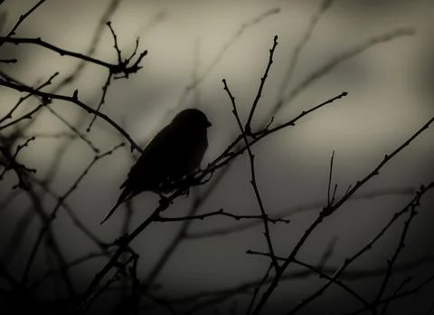 Silhouette of Bird in Tree Stock Photos