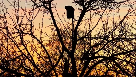 Silhouette of a birdhouse on a bare tree during a beautiful golden hour sunset 스톡 동영상 336697112