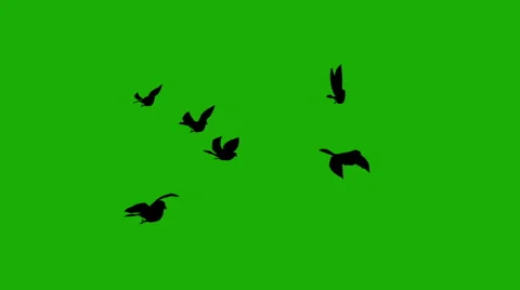 700+ Flock Of Birds Green Screen Stock Videos and Royalty-Free Footage -  iStock