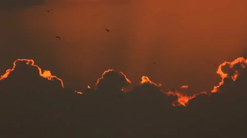 Silhouette of birds at shining clouds Stock-Footage 122613495
