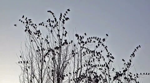 Silhouette of birds tree Stock Footage 60780251