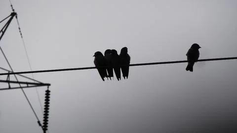 Silhouette birds on wire cable Stock-Fotos