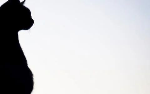 Silhouette of a black cat looking to the side against a pale sky Stock Photos