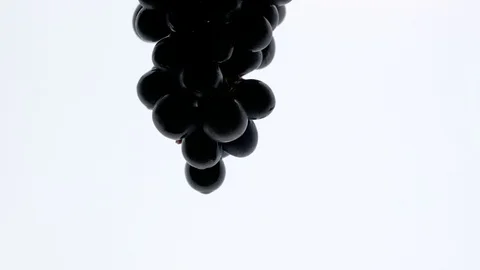 Silhouette of black grapes on white background Stock Footage 87318409