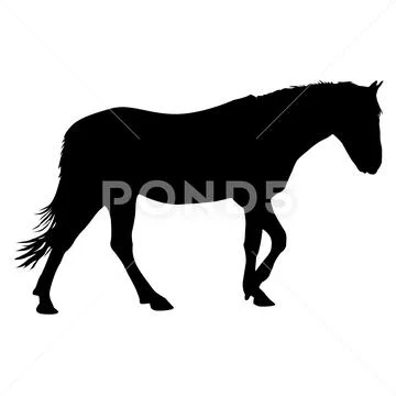Silhouette of black mustang horse vector illustration Stock Illustration