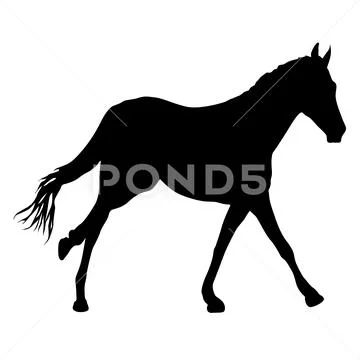 Silhouette of black mustang horse on white background Stock Illustration