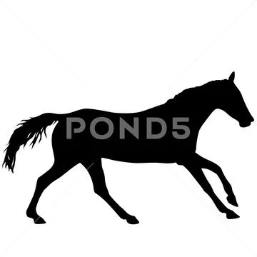 Silhouette of black mustang horse on white background Stock Illustration