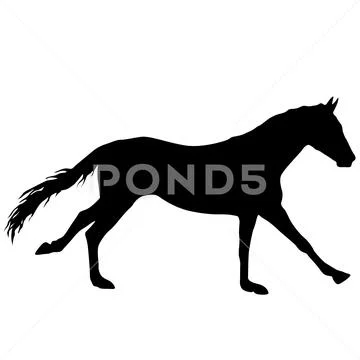 Silhouette of black mustang horse on white background Stock Illustration
