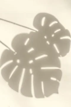 Silhouette of blurred shadow of a large leaf of monstera from sunlight on a l Stock Photos