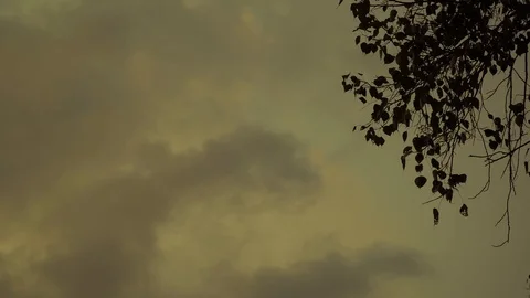 Silhouette bodhi tree with yellow sky Stock Footage 87794756