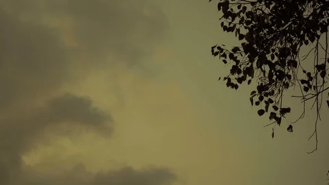 Silhouette bodhi tree with yellow sky Stock Footage 87794794