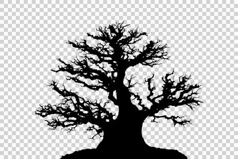 Silhouette Bonsai tree branches structure shaping, dead tree or winter leaf.. Фото
