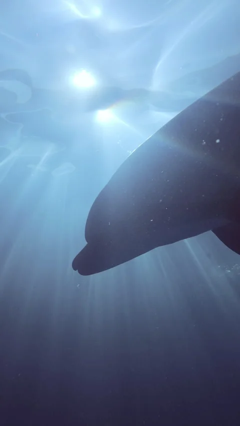Silhouette of bottlenose dolphin swims in dancing morning sunbeams piercing Stock Footage 331609556