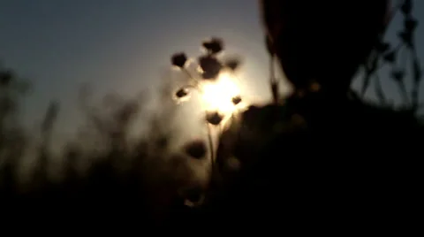 Silhouette of a boy in the grass at sunset. Stock Footage 39915671