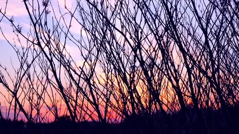 Silhouette of the Branch. Silhouettes of branches of a tree in the dawn sun Stock Footage 120733686