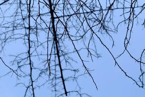 Silhouette of Branches with Blue Sky Background. Stock Photos