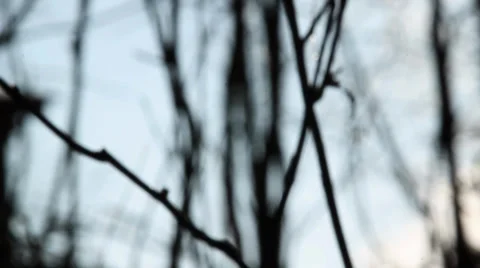 Silhouette branches Stock Footage 34697670