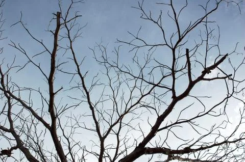 Silhouette branches 库存照片