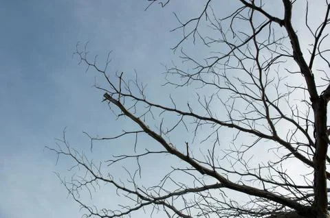 Silhouette branches Фото