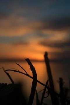 Silhouette of branches with sunset background Stock Photos
