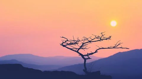 The silhouette of the branches at sunset. 스톡 사진
