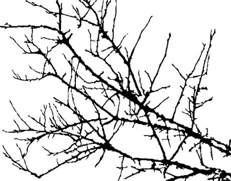 Silhouette of branches of tree 库存插图