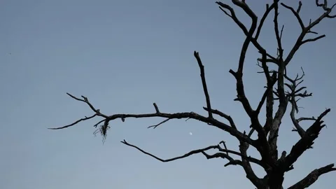 Silhouette branches of tree with tiny moon on evening blue sky Stock Footage 239607156