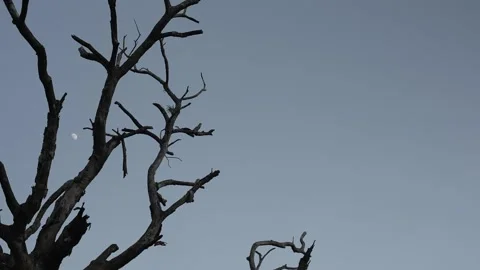 Silhouette branches of tree with tiny moon on evening blue sky Stock Footage 239607290
