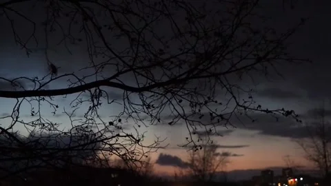 Silhouette of branches of a tree without leaves against a blue-pink sky, evening Stock Footage 135057735