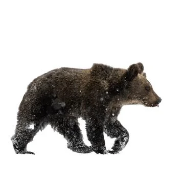Silhouette of a brown bear on a white background Stock Illustration