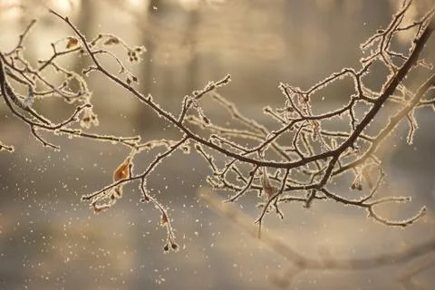 Silhouette of brown tree branch covered with ice on background of sunny snowy Stock Photos